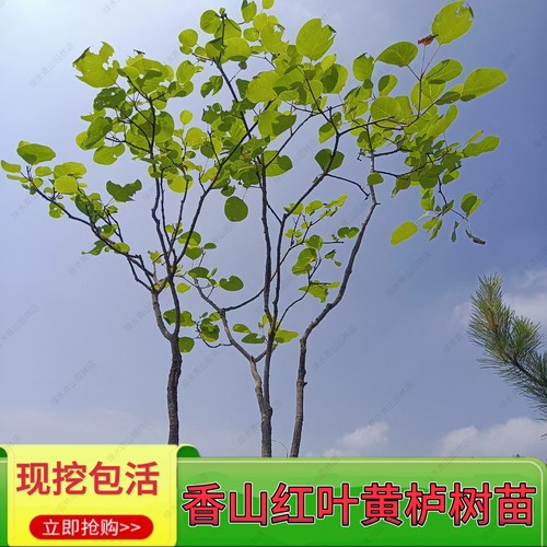香山红叶黄栌树苗黄栌盆景绿植