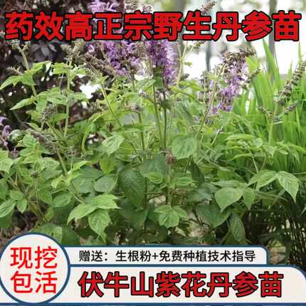 丹参种植苗中药材丹参苗血参苗紫花丹参幼苗四季种植盆栽地栽药材