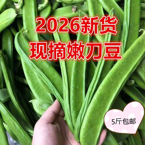 刀豆新鲜嫩现摘刀豆嫩刀豆角江西农家种植5斤时令蔬菜剁椒原料包