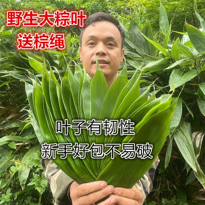 粽叶新鲜粽叶野生箬叶特大号粽叶天然粽子叶家用专用包粽子端午节