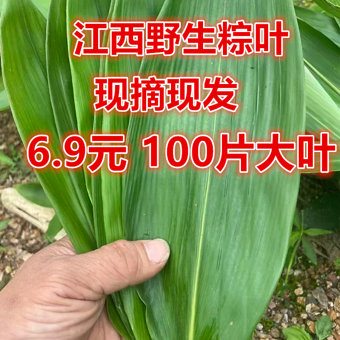 粽叶新鲜粽子叶江西正宗箬叶现摘现发野生粽叶大叶家用专用端午包