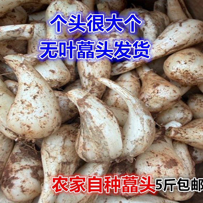 荞头江西新鲜藠头现挖藠头荞头农家自种叫头教头5斤茭白糖醋泡菜