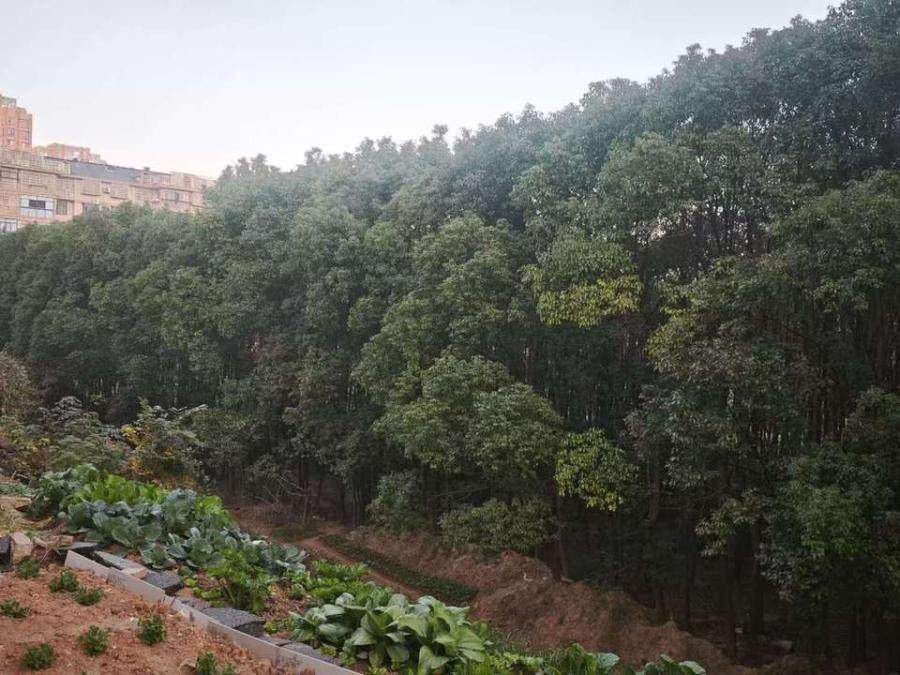 1月15日吉安“湖仔里”地块上的樟树苗木网络拍卖公告