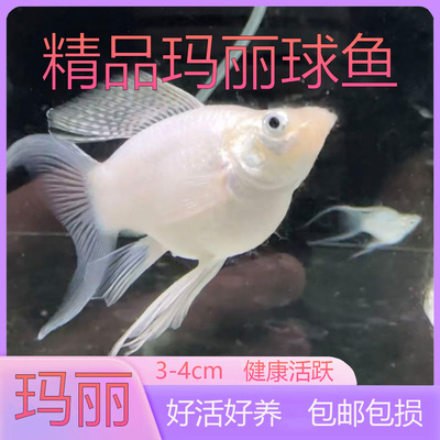 皮球玛丽鱼热带观赏鱼胎生鱼
