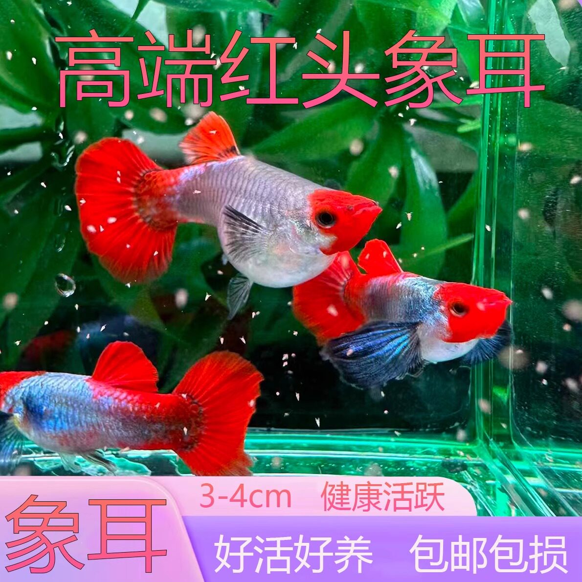 孔雀鱼红头象耳纯系精品活体纯种包邮水族凤尾礼服淡水鱼,宠物/宠物食品及用品,鱼,淘宝优惠券,粉丝福利购,淘宝优惠卷