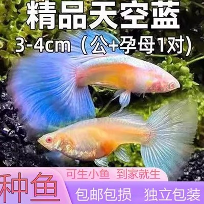 天空蓝白孔雀鱼大尾巴临产水草缸