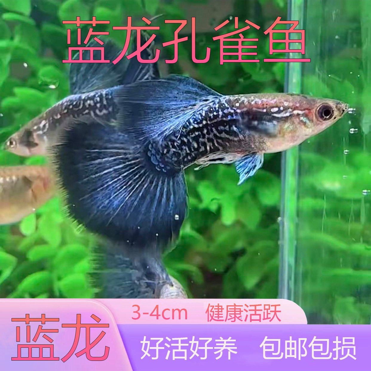 蓝龙孔雀鱼3-4cm活体观赏鱼好养包邮包损健康活跃