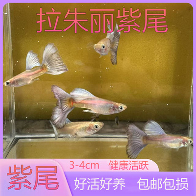 紫尾孔雀鱼活鱼热带观赏鱼