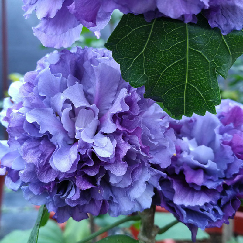 蓝色木槿花盆栽当年夏季开花蓝莓冰沙大苗日本重瓣紫蓝色木槿花苗
