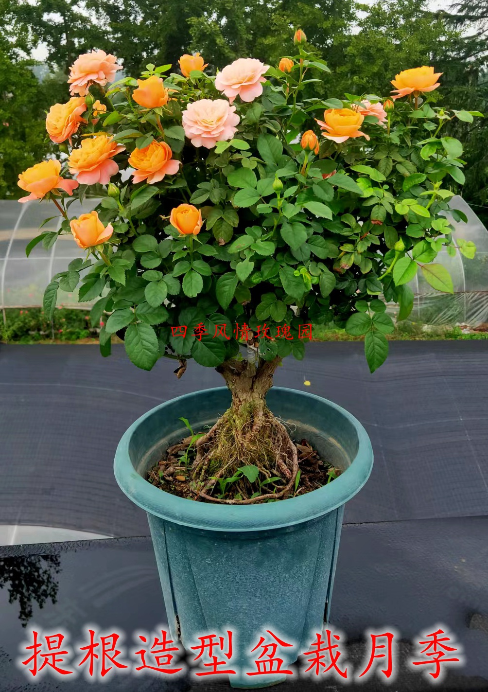 造型提根月季盆景树桩月季老桩月季花苗庭院室内阳台月季四季开花