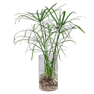 水养旱伞草水竹米竹风车草苗水棕竹水培植物盆栽鱼缸水池塘好养易