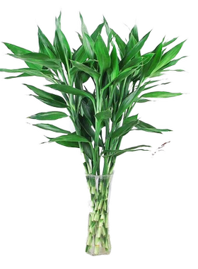 好养富贵竹水培植物竹子水养