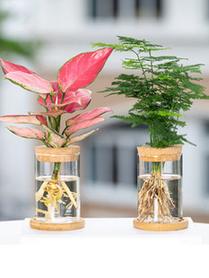 水培植物绿植室内水养白掌花卉盆栽竹芋绿萝办公室四季 水生富贵竹