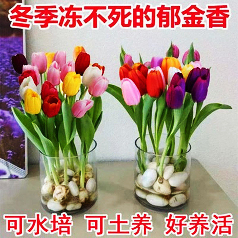 荷兰水培郁金香种球花卉盆栽重瓣植物室内外四季开花好养活花耐寒