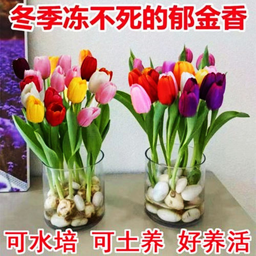 一枝花大球郁金香室内外四季