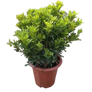 树形独杆米兰花苗香水米兰盆栽植物老桩盆景花卉四季带花苞室内