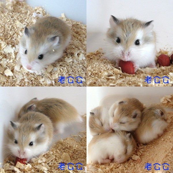稀有奶茶仓鼠温顺金狐仓鼠活物活体宝宝老公公老婆婆幼崽情侣鼠