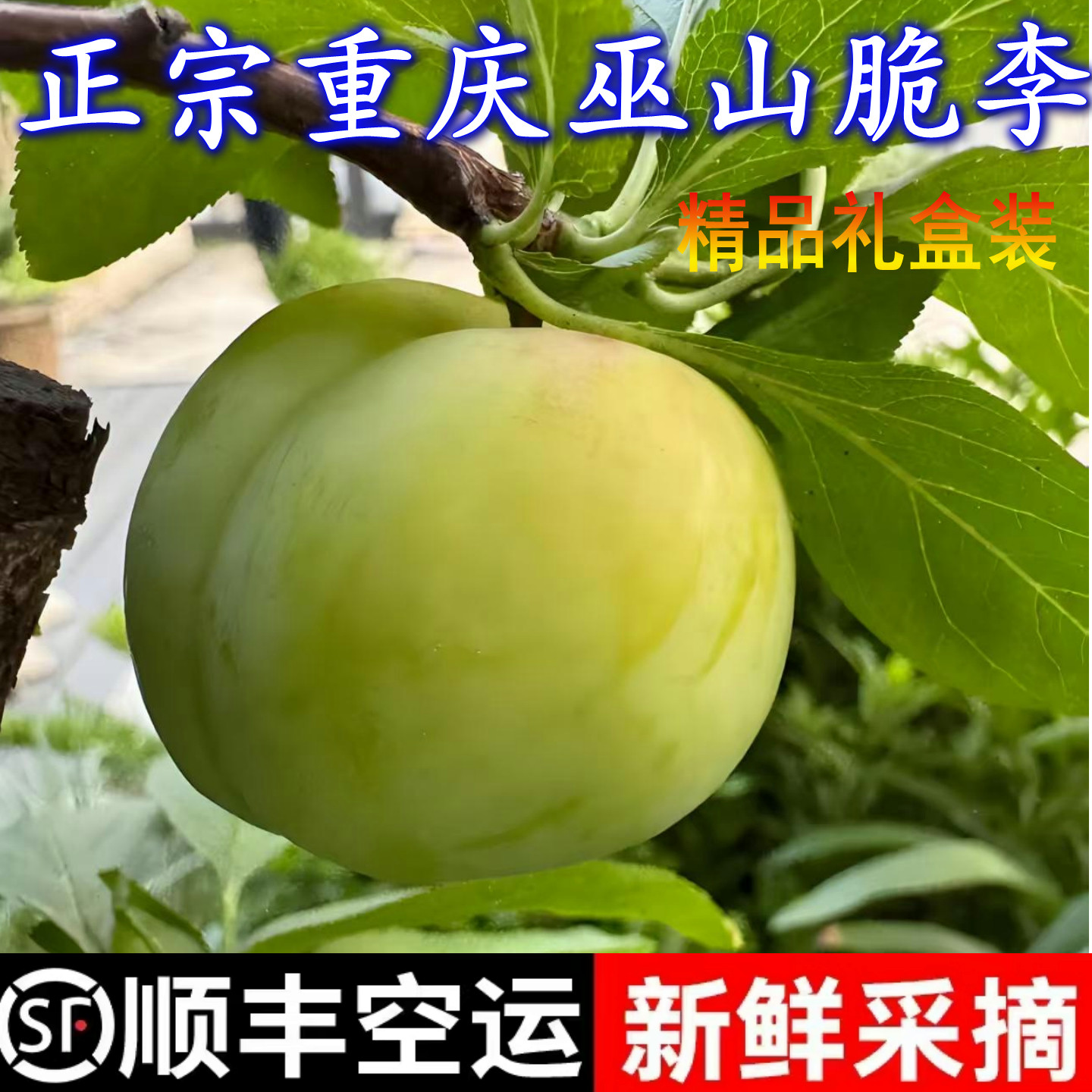 精品礼盒正宗重庆巫山脆李脱骨青脆李子脆嫩爽口孕妇水果顺丰包邮