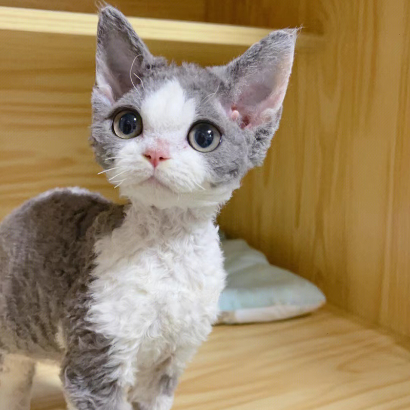 德文卷毛猫纯种赛级血统黑白开脸虎斑蓝眼睛异瞳不掉毛宠物德文猫