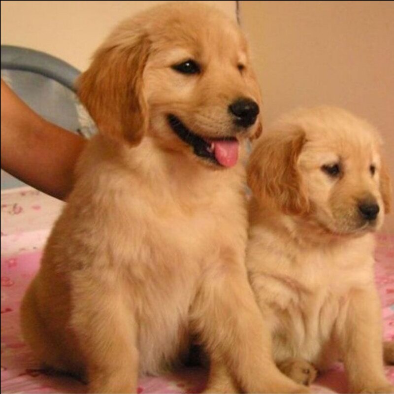 金毛幼犬纯种赛级金毛犬导盲犬拉布拉多小狗幼犬大型犬宠物狗活物