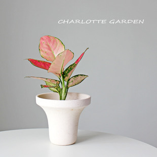 教师节礼物 红宝石粗肋草  绿植花卉盆栽 喜阳植物 寓意吉祥如意