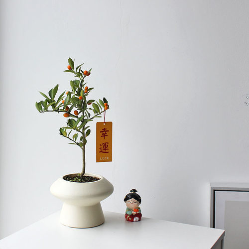 金豆盆栽寓意吉祥如意