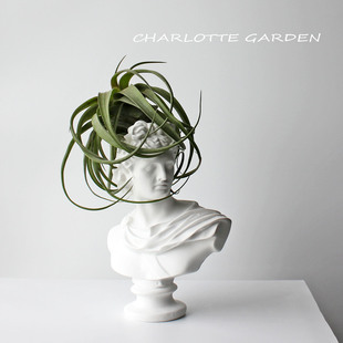 家居美学 艾瑞克无土栽培空气凤梨 室内办公室桌面好养绿植盆栽