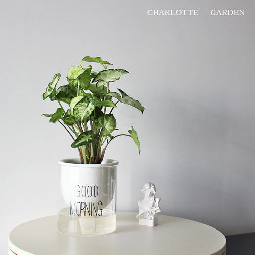 绿精灵寓意吉祥好运室内盆栽