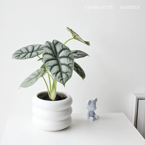 北欧ins风网红植物白犀牛海芋