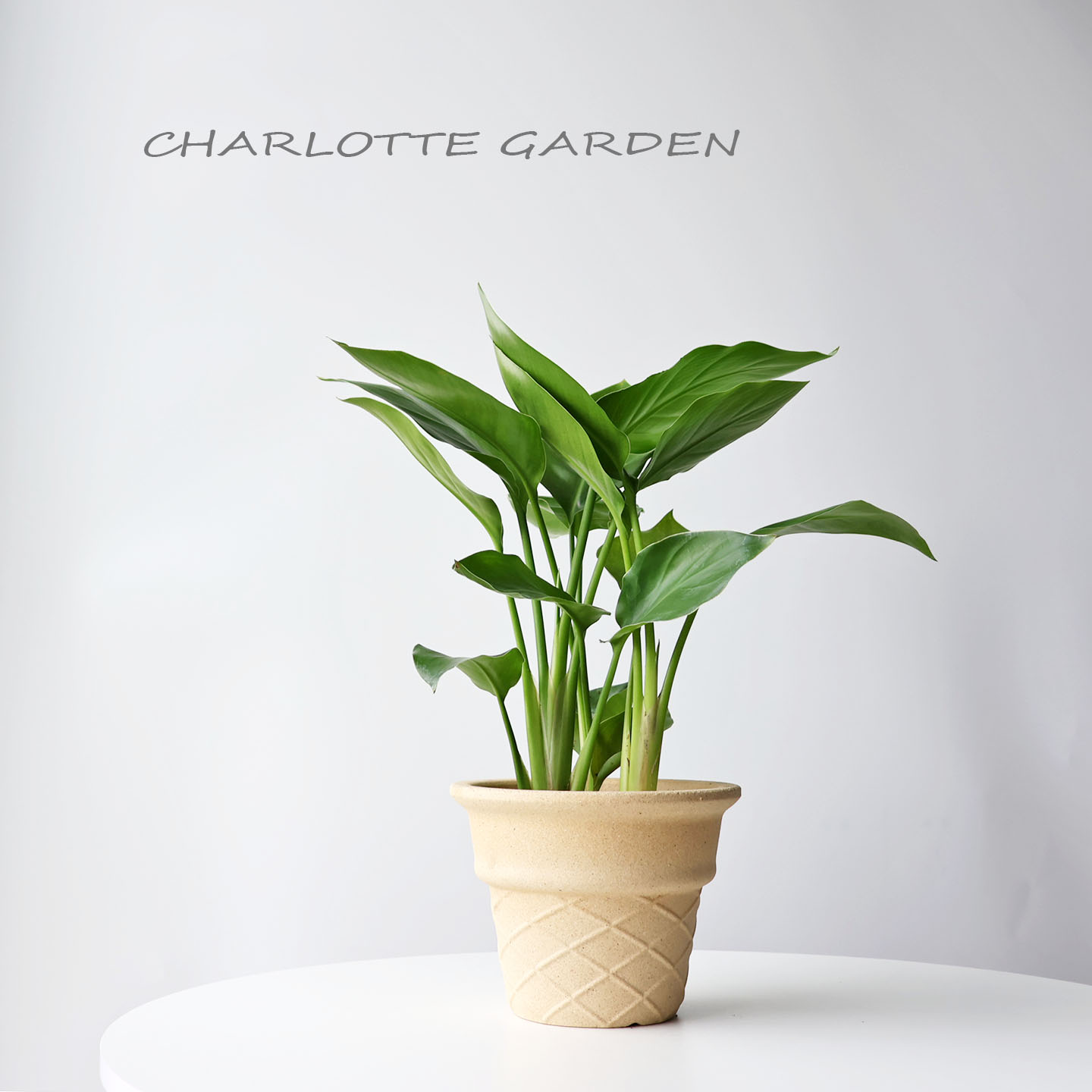 吉祥幸福天堂鸟北欧风网红盆栽