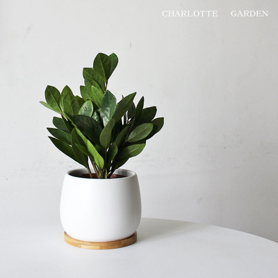 雪铁芋金钱树桌面盆栽