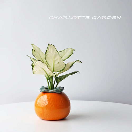 水培植物大吉大利陶瓷摆件