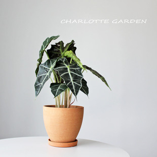 大仙女海芋 北欧ins风室内绿植 卫生间客厅卧室好养盆栽 生日礼物