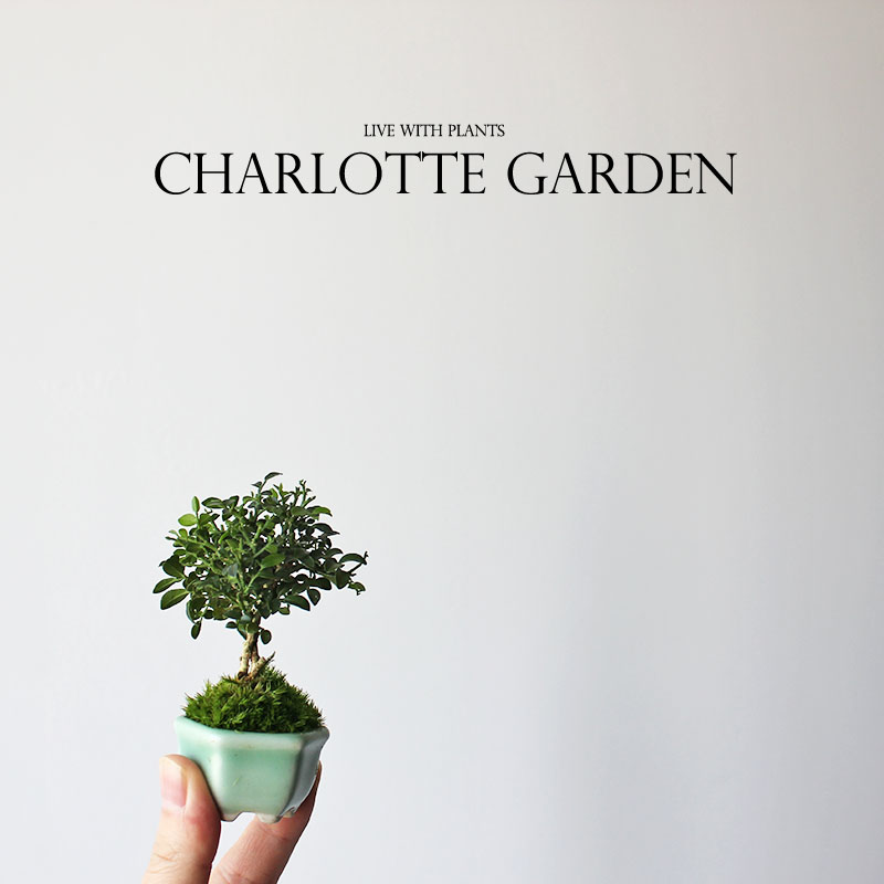 夏洛特花园达摩九里香拇指盆栽