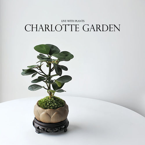 夏洛特花园小盼菩提盆栽