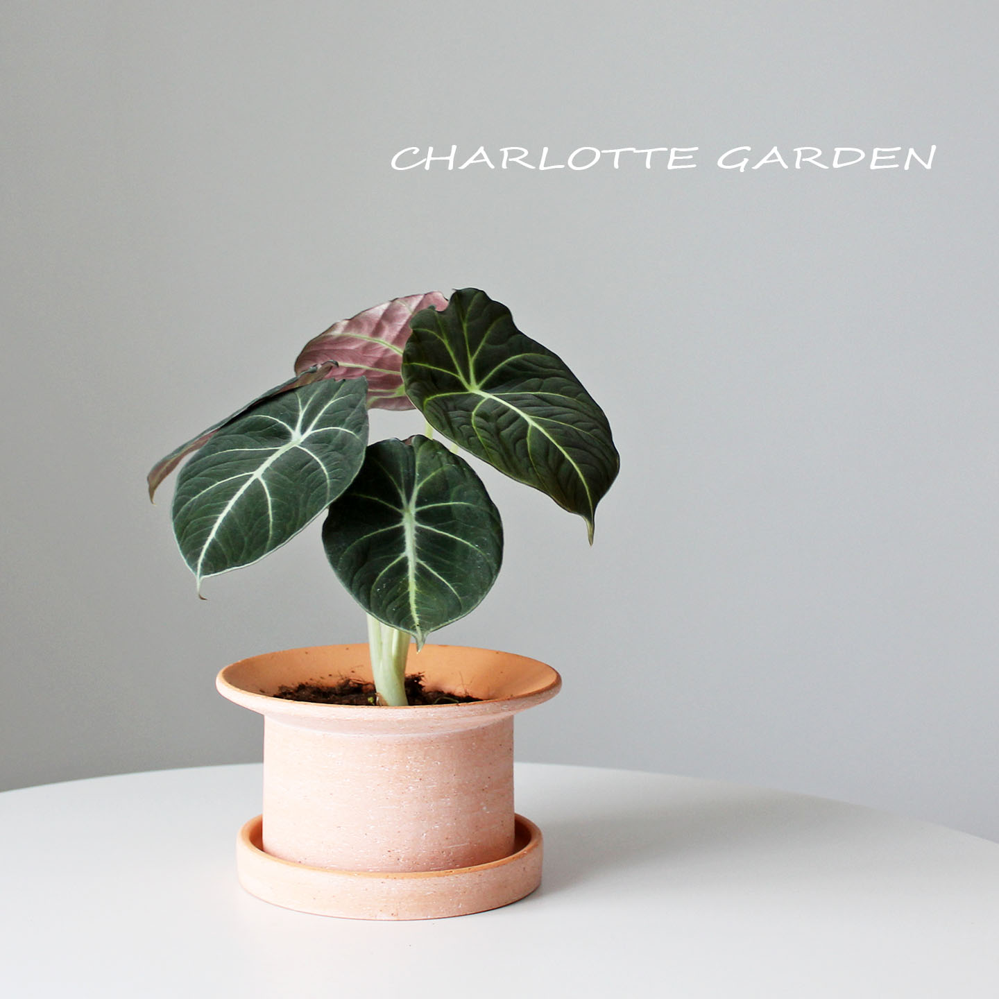 北欧好养盆栽桌面绿植办公室耐阴