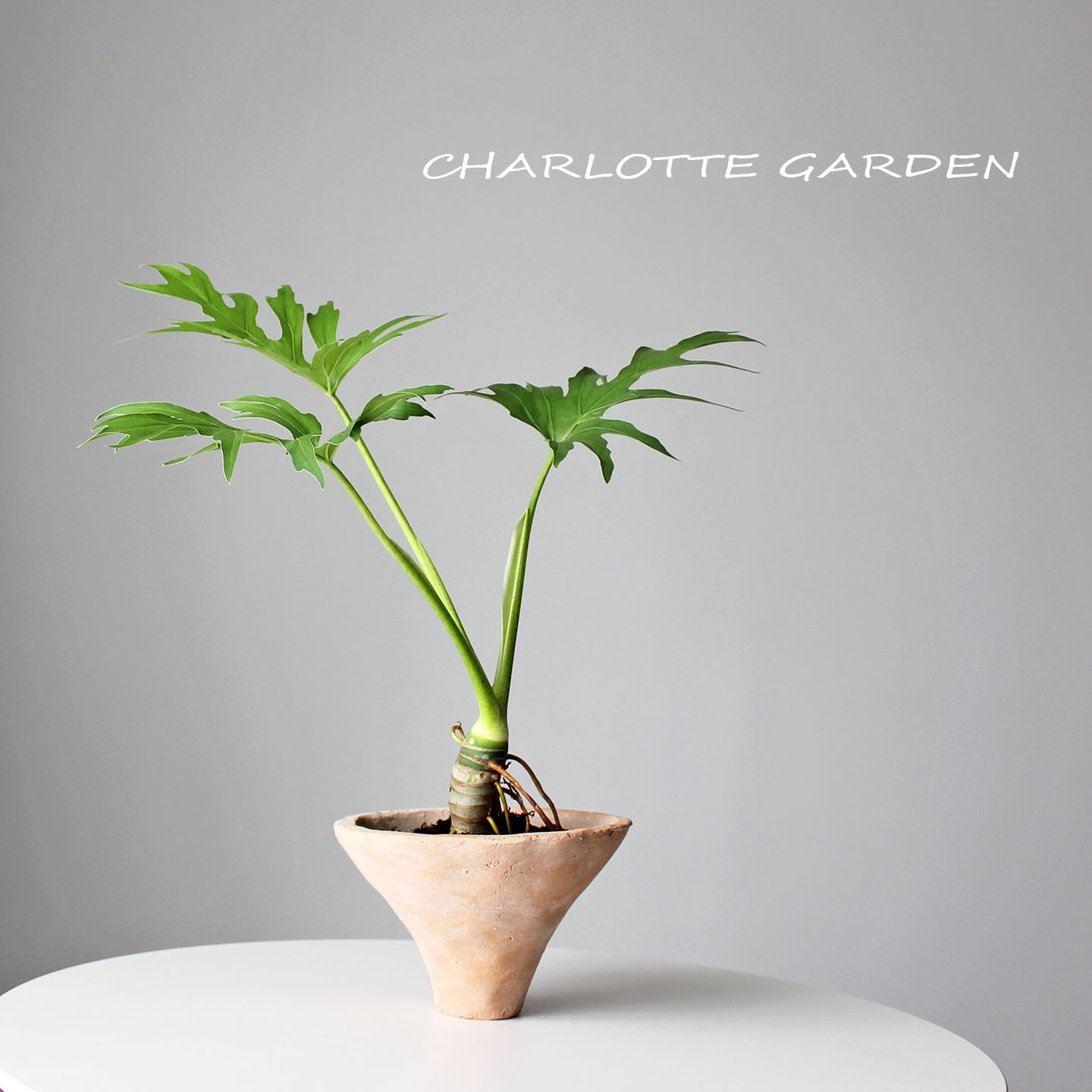 绿瓦萨维奇老桩春羽蔓绿绒