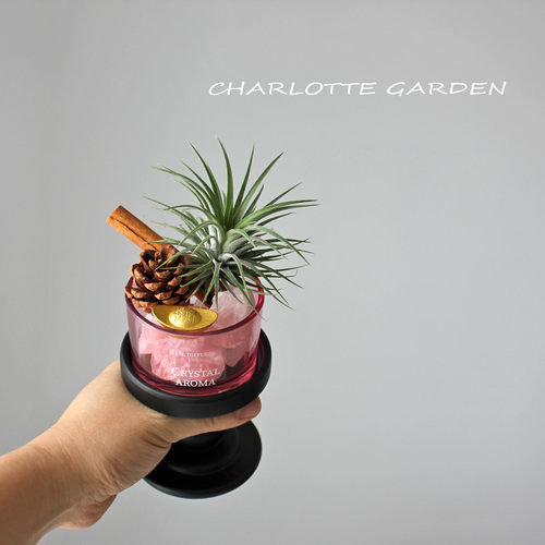 肉桂生财摆件室内桌面小盆栽