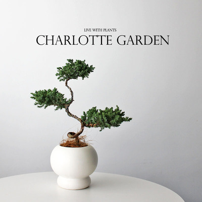 开业乔迁礼物迎客松盆栽