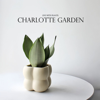 喜阳植物盆栽白玉虎皮兰