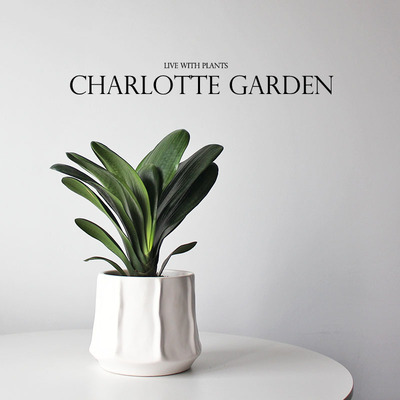 创意礼物君子兰盆栽室内植物