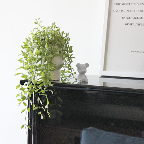 垂吊植物金边翡翠多肉植物