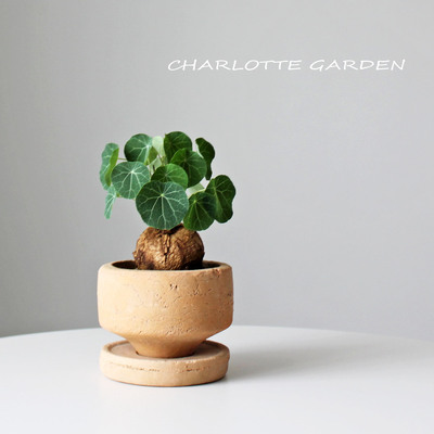 富贵聚财招财龟趣味植物小盆栽