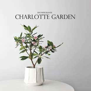 室内桌面可开花有香味花卉盆栽 好养绿植礼物 金边瑞香 乔迁盆栽