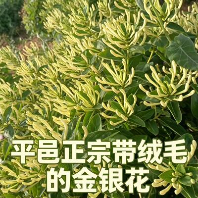 平邑金银花带绒毛无硫自然晾晒