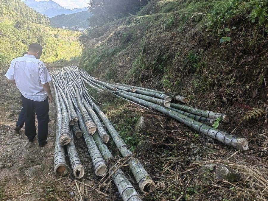 上堡乡良和村白竹垅44亩森林资源