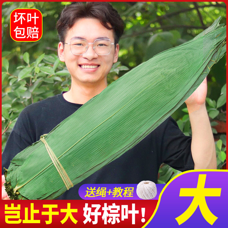 粽叶免邮新鲜大干家用箬竹叶包粽子的粽叶粽子叶特大号棕叶非芦苇_虎窝淘