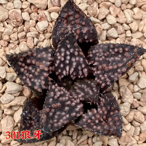 狼牙寿窗美纹十二卷多肉植物迷你盆栽肉肉