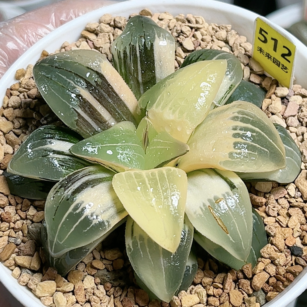 512号红纹寿锦,鲜花速递/花卉仿真/绿植园艺,多肉植物,淘宝优惠券,粉丝福利购,淘宝优惠卷