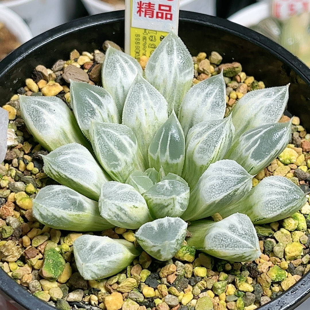 126号糊斑爱心,鲜花速递/花卉仿真/绿植园艺,多肉植物,淘宝优惠券,粉丝福利购,淘宝优惠卷